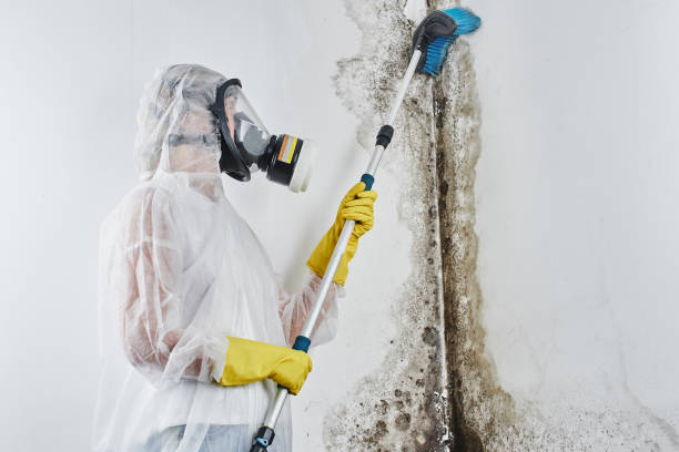 Best Industrial Mold Remediation in Center Moriches, NY