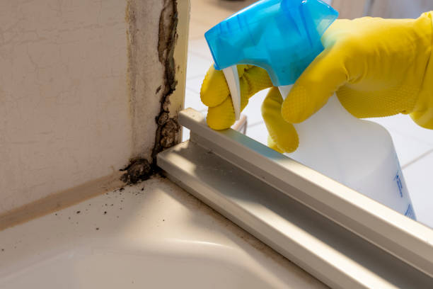 Best Commercial Mold Remediation in Center Moriches, NY